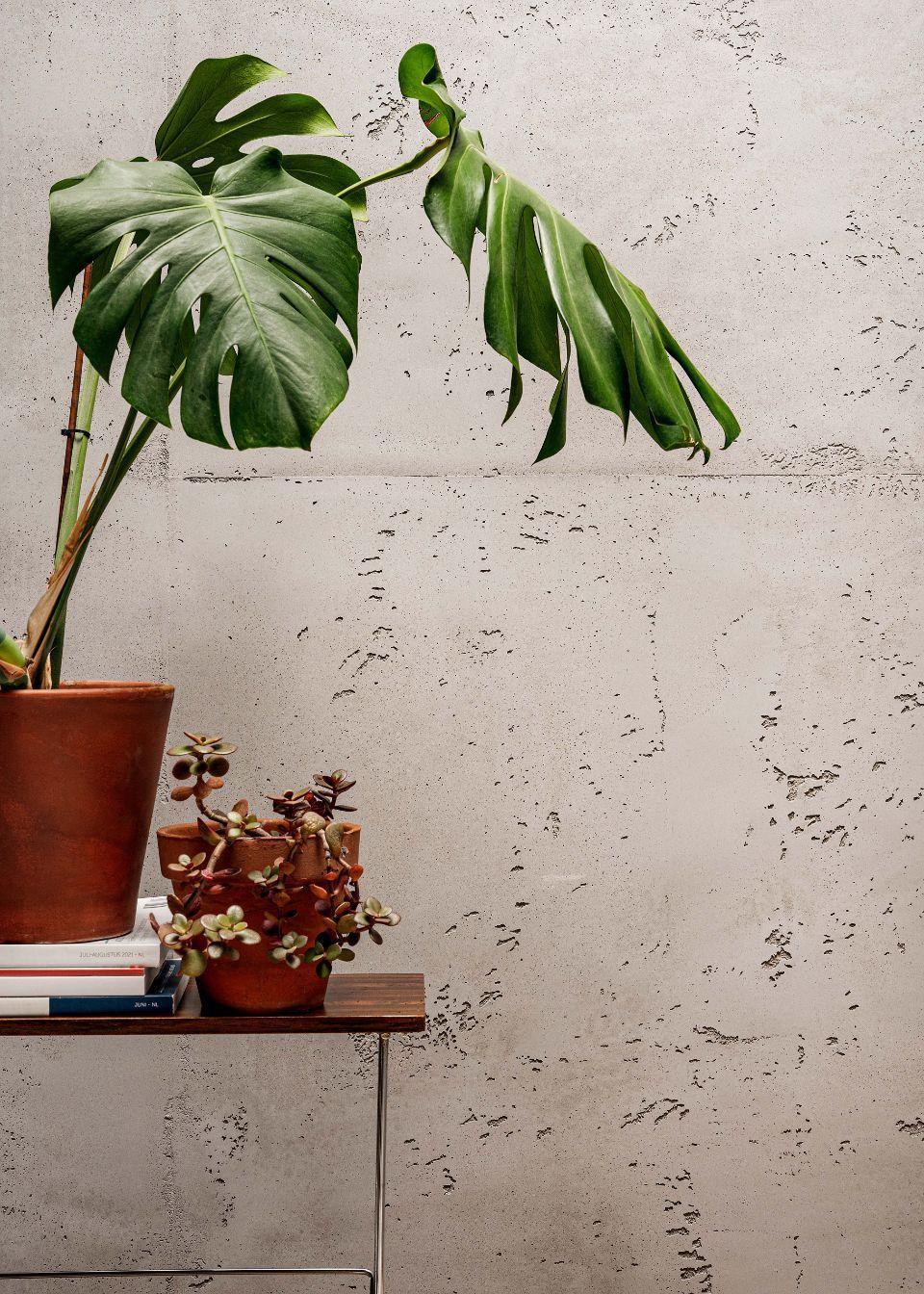 Pflanze im Kontrast zum Sichtbeton