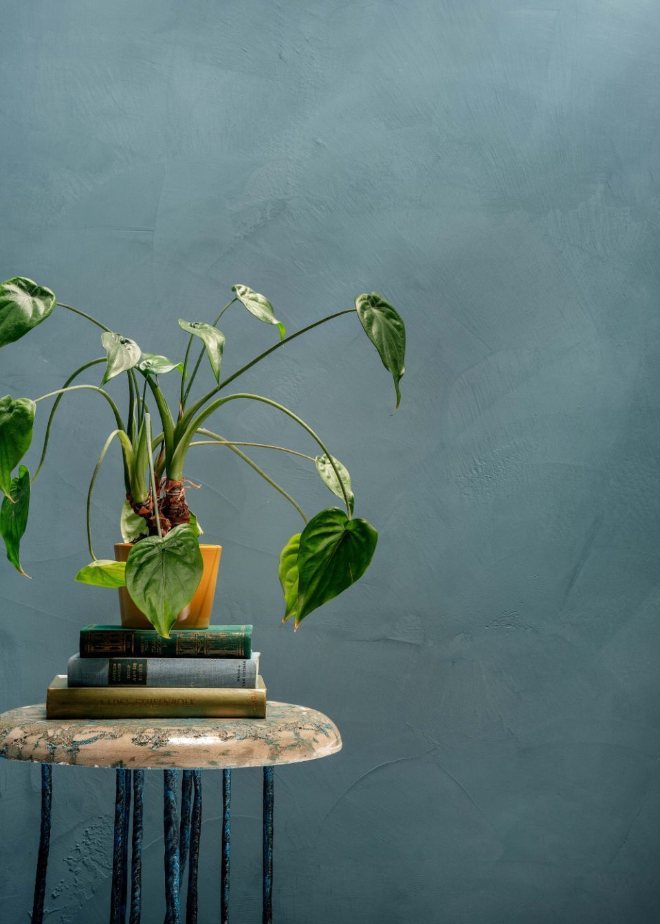 Pflanze im Kontrast zum Stuccopuro Putz