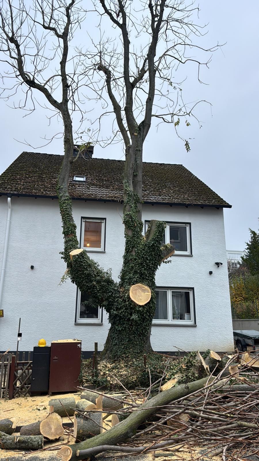 Ein Baum wird vor einem weißen Haus beschnitten. Große Schnittwunden sind sichtbar; Äste liegen auf dem Boden.