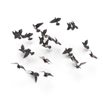 I.H.D. Dienstleistungen KG Taubenabwehr und Schädlingsbekämpfung | Taubenabwehr