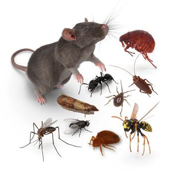 I.H.D. Dienstleistungen KG Taubenabwehr und Schädlingsbekämpfung | Privatkunden