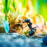 Ameisen­bekämpfung
