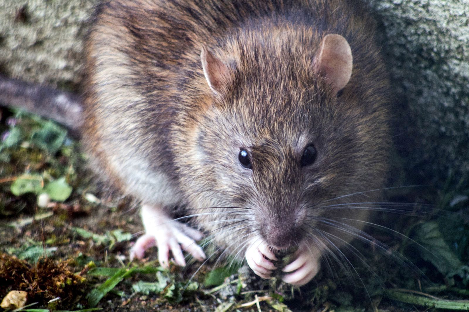 Schädlingsbekämpfung