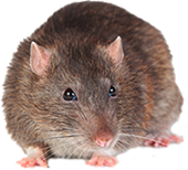 Eine Ratte, vor dem man sich durch Schädlingsbekämpfung in Nürnberg schützen möchte