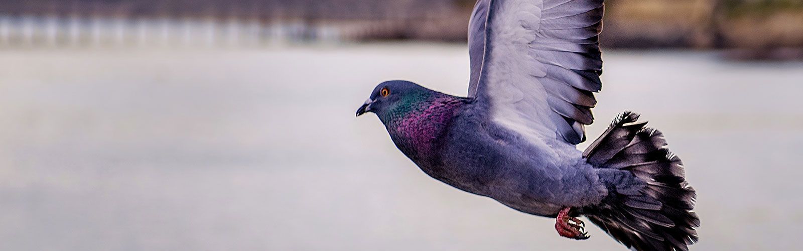 Schädlingsbekämpfung