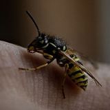 Eine Wespe, vor dem man sich durch Wespenbekämpfung in Nürnberg, Fürth & Erlangen schützen möchte