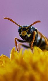 Eine Wespe, vor dem man sich durch Wespenbekämpfung in Nürnberg, Fürth & Erlangen schützen möchte