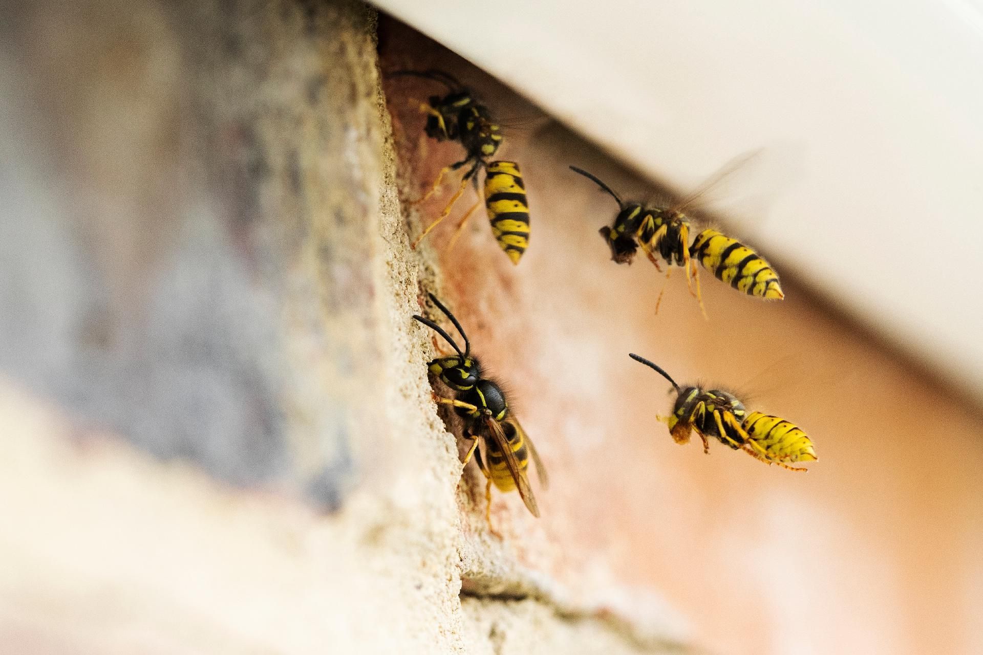 Gelbe und schwarze Wespen fliegen in ein in eine Ziegelmauer gebautes Nest ein und aus.