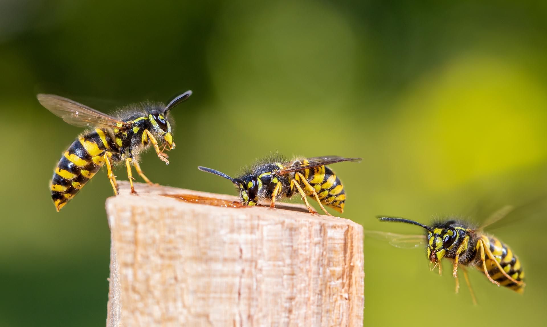 Drei Wespen auf einem Holzpfahl. Eine landet, eine frisst und eine fliegt vor grünem Hintergrund davon.