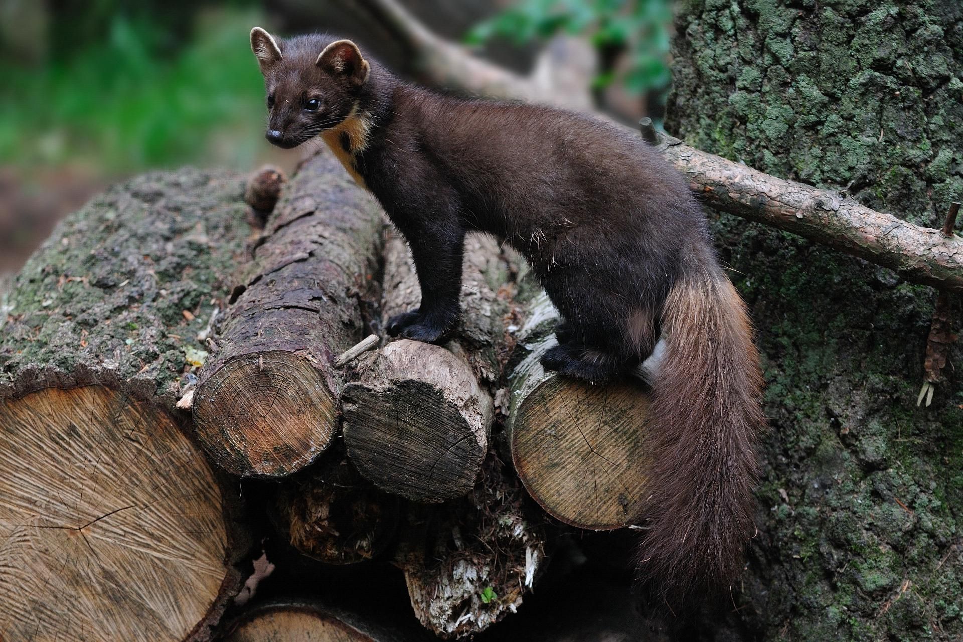 Baummarder mit dunkelbraunem Fell steht auf einem Holzstapel, der Schwanz ist gebogen.