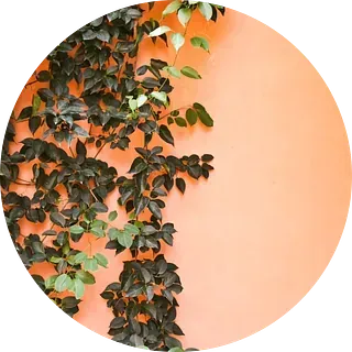 Planta trepadora con hojas de color verde oscuro que crece sobre una pared de color melocotón.