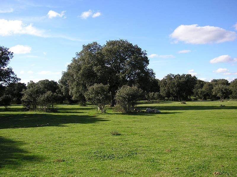Un exuberante campo verde con árboles al fondo.