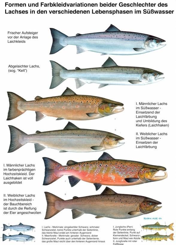 LACHSSTATION DEGERSHEIM