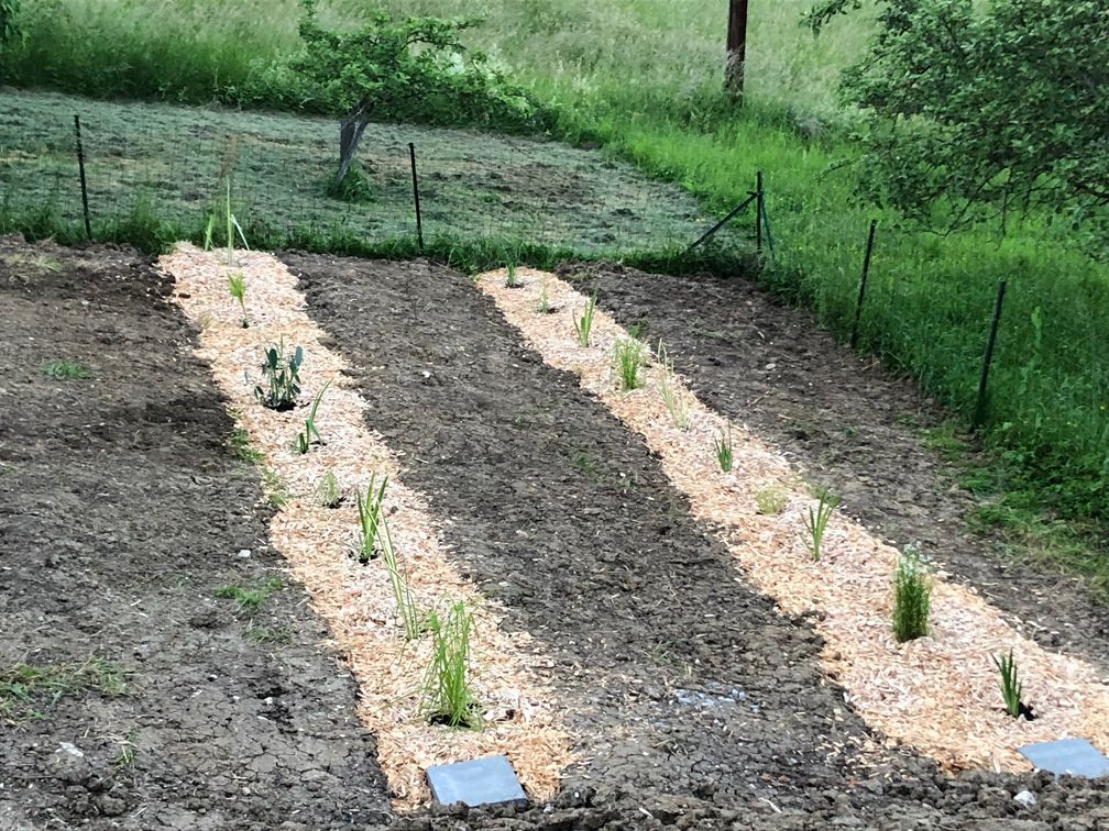 Trois couvercles de fosse septique verts sur une cour en terre, avec une zone herbeuse et des haies en arrière-plan.