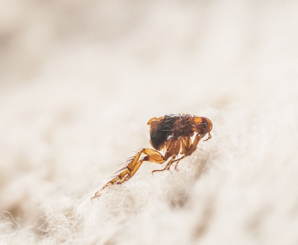 Puce en gros plan sur un matelas