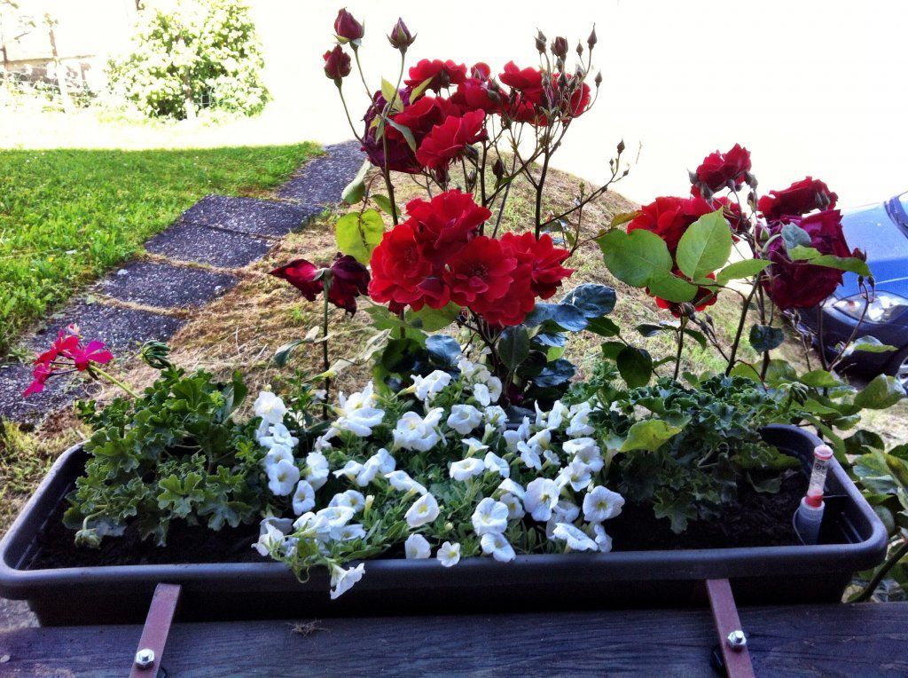 Sandra Delay Gartenpflege