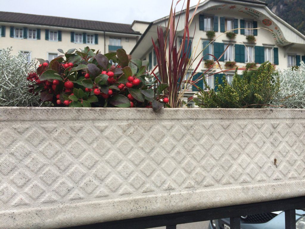 Sandra Delay Gartenpflege