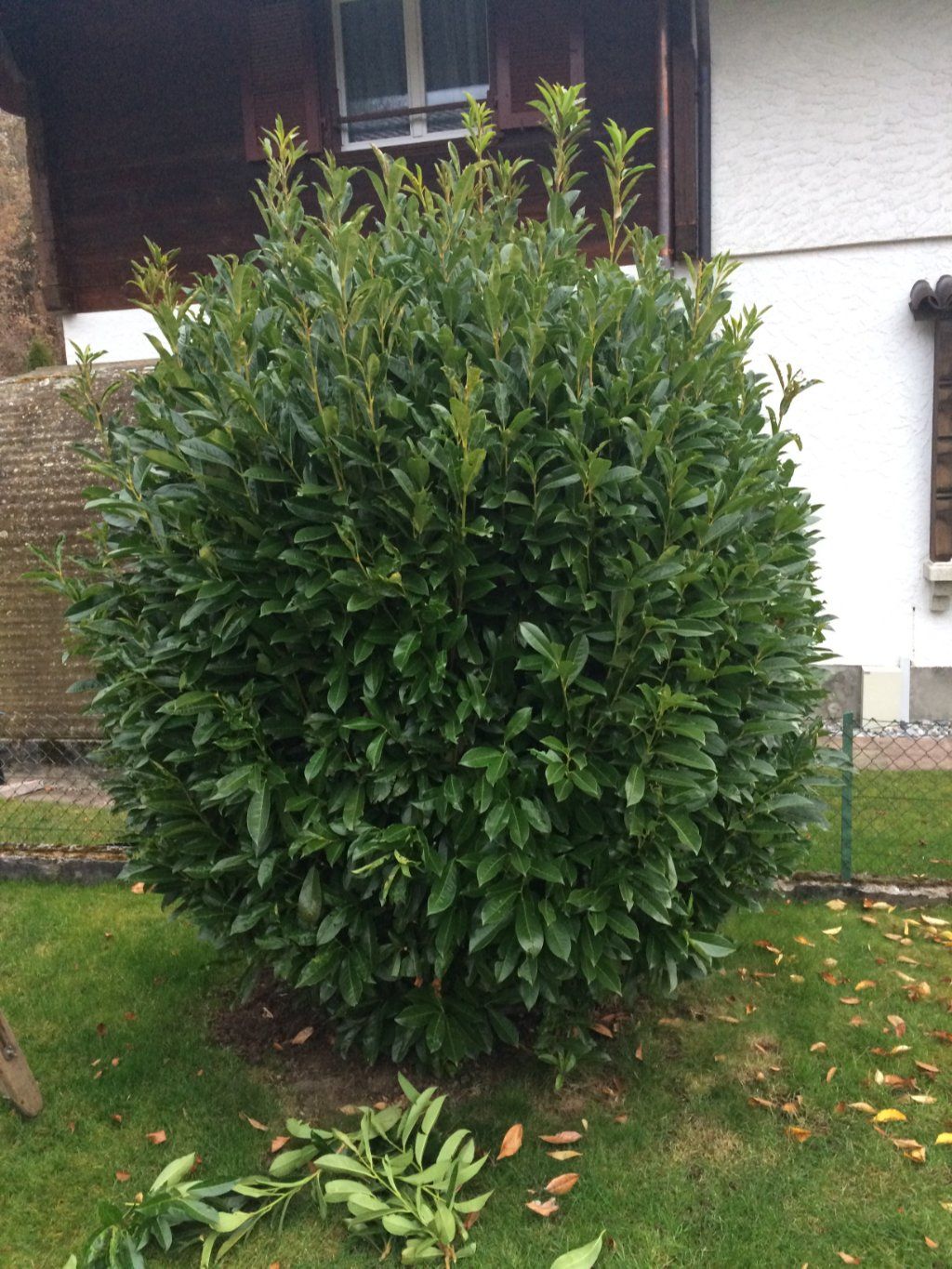 Sandra Delay Gartenpflege