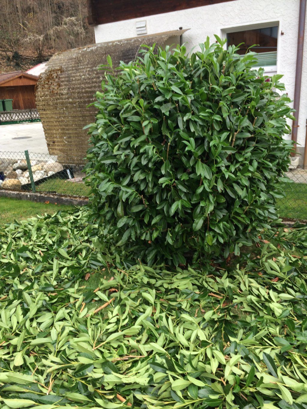 Sandra Delay Gartenpflege