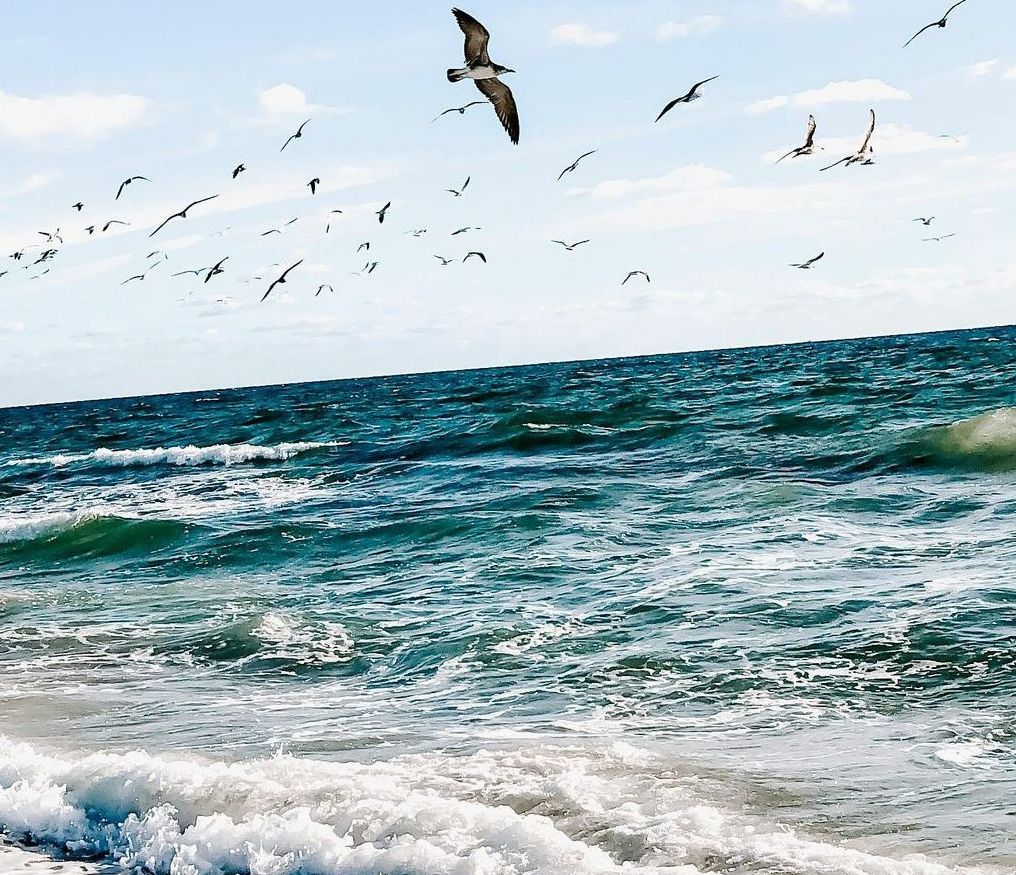 Meereswellen mit einem Schwarm Möwen, die in einem blauen Himmel fliegen.
