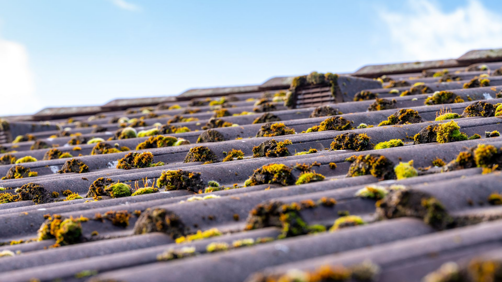 Mousse poussant sur un toit de tuiles grises sous un ciel bleu.