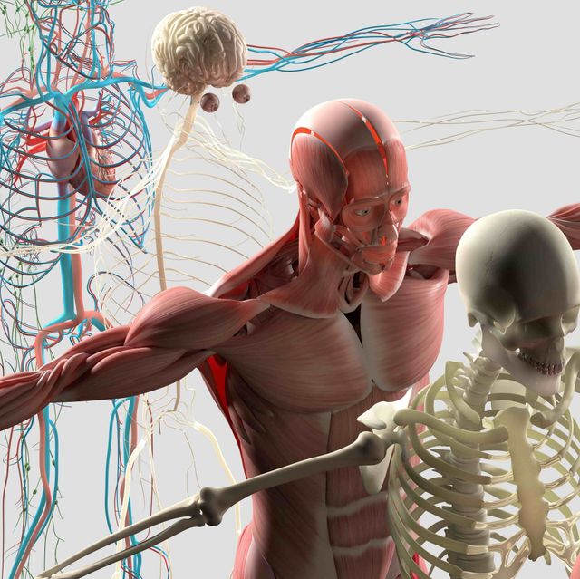 Anatomie : Les Abdominaux - Blog Eric Favre