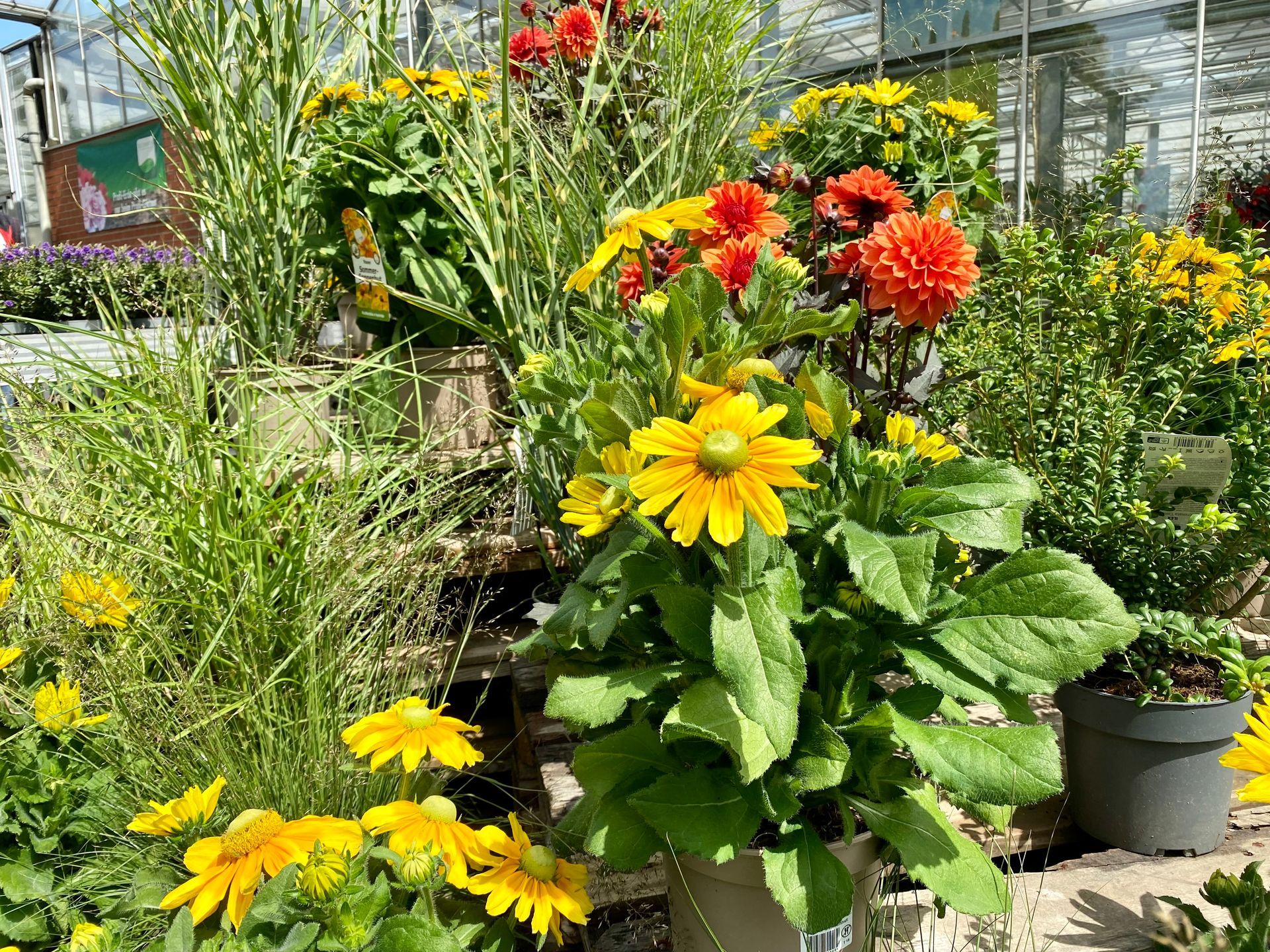 Eine Topfpflanze mit gelben und roten Blüten in einem Gewächshaus.