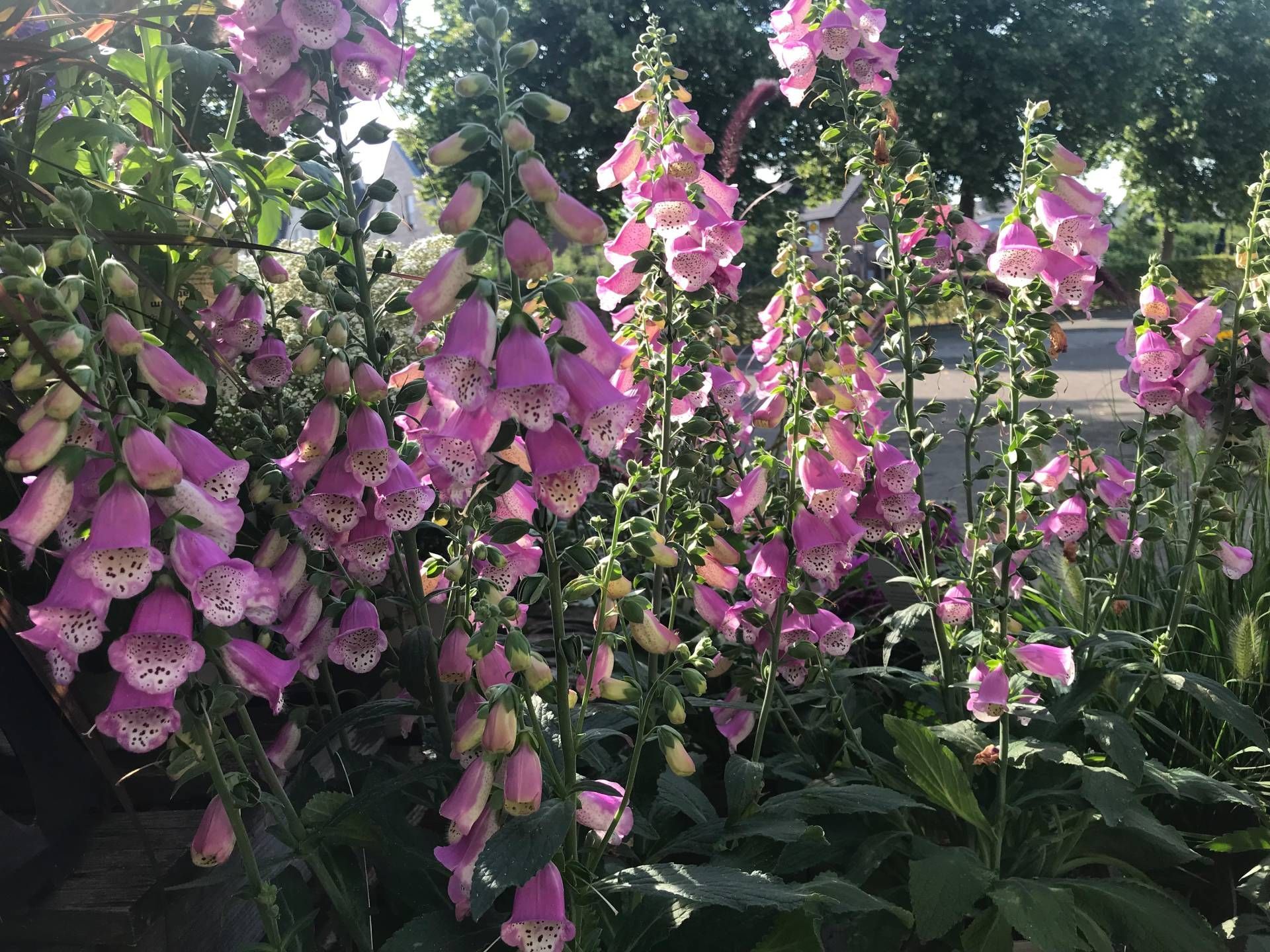 In einem Garten wächst ein Strauß lila Blumen.