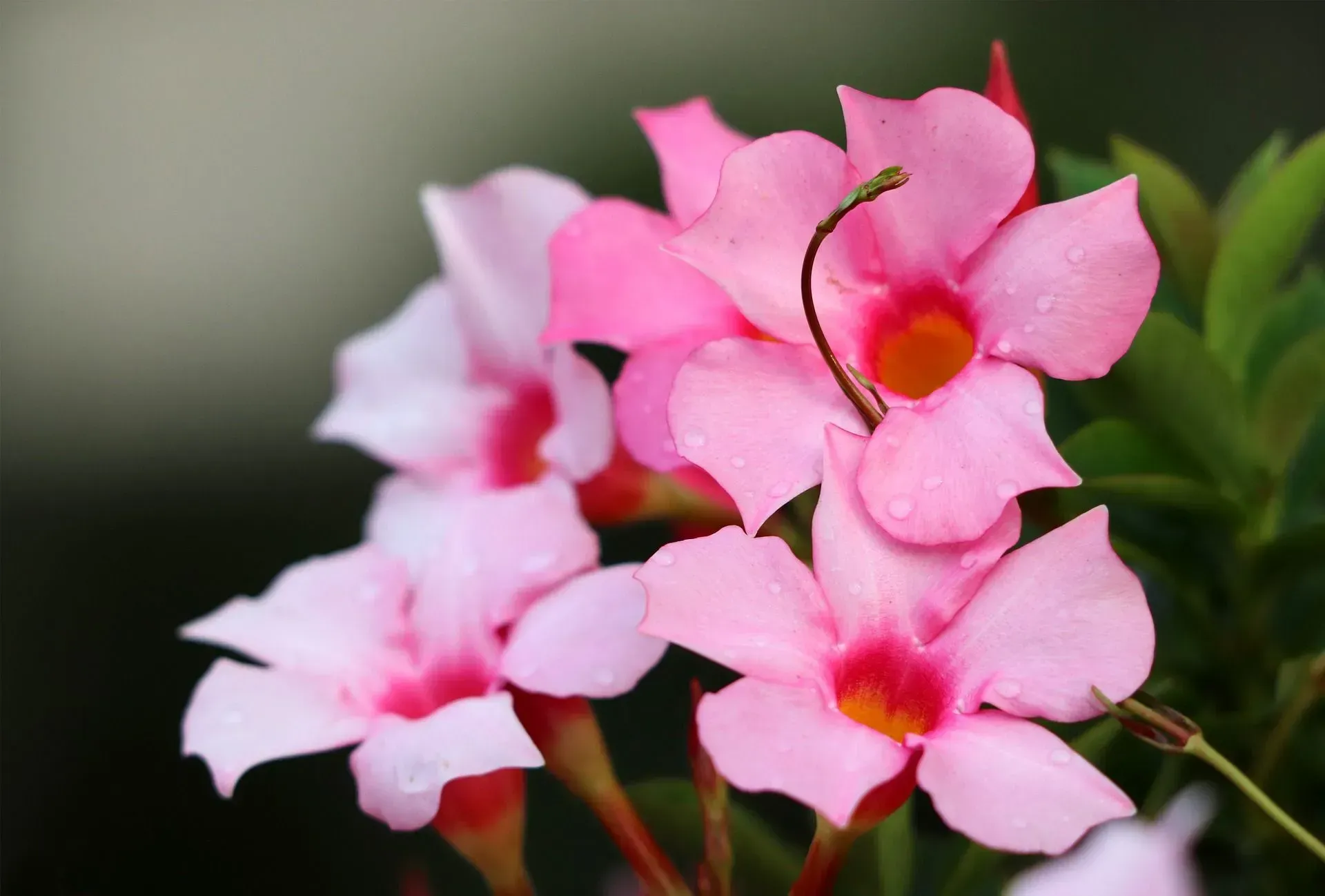 Ein Strauß rosa Blumen