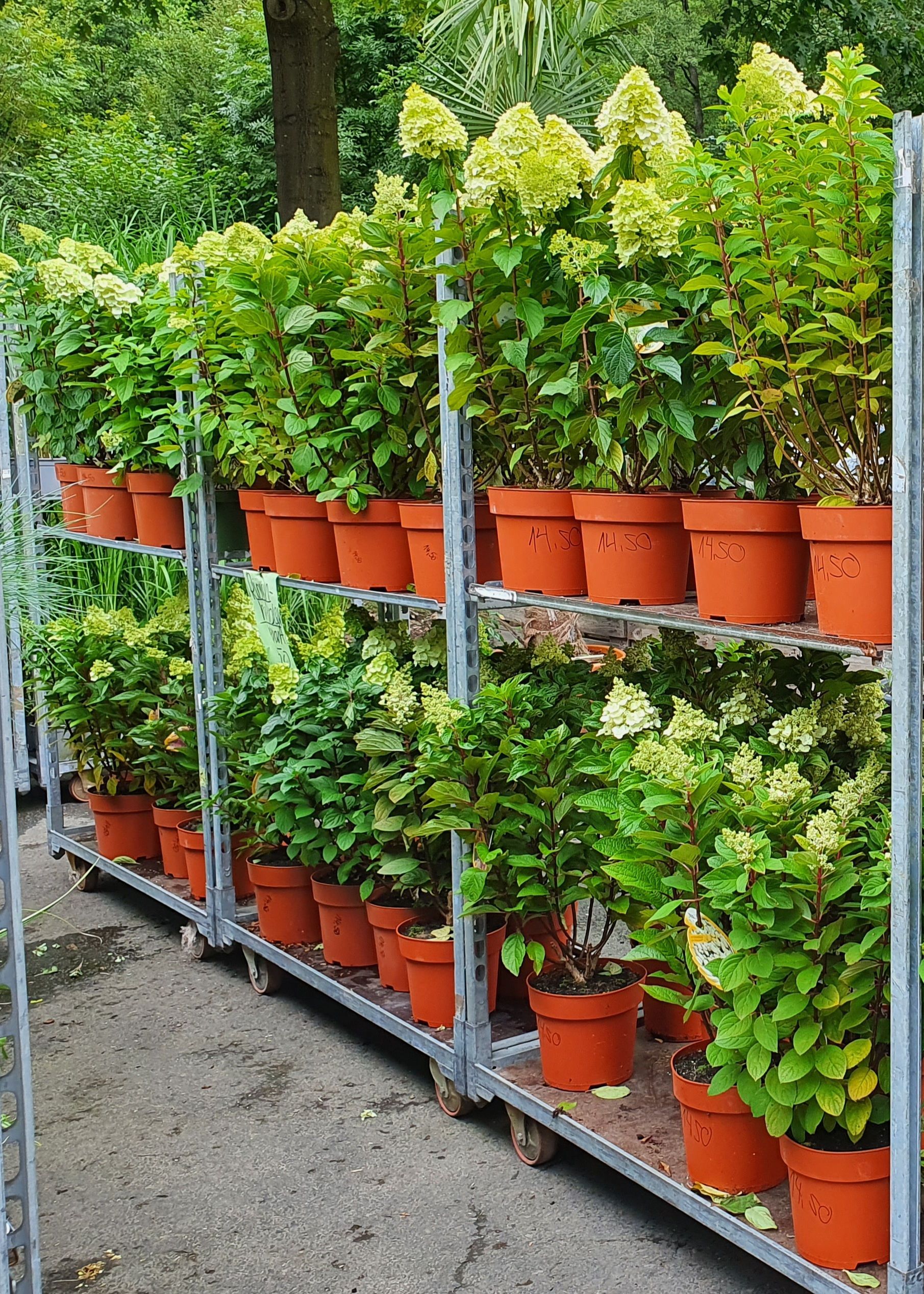 Blumenhof Eymold - Gärtnerin pflanzt eine Topfpflanze