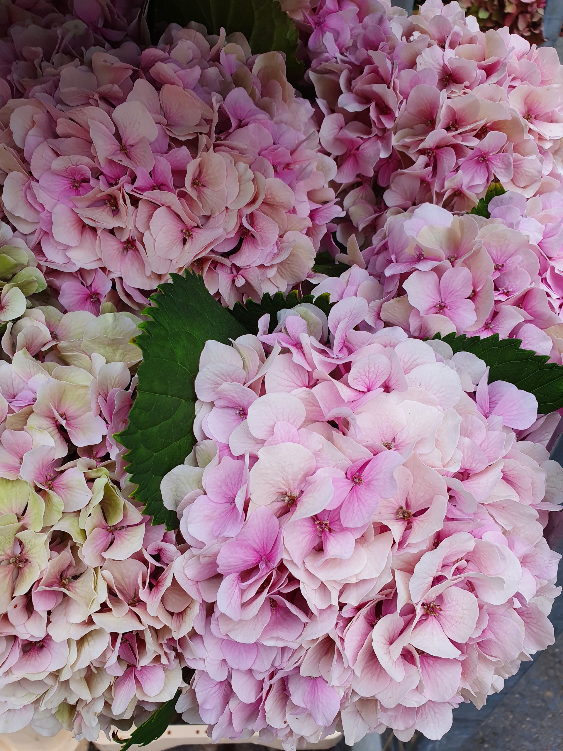 Ein Strauß rosa Blumen mit grünen Blättern
