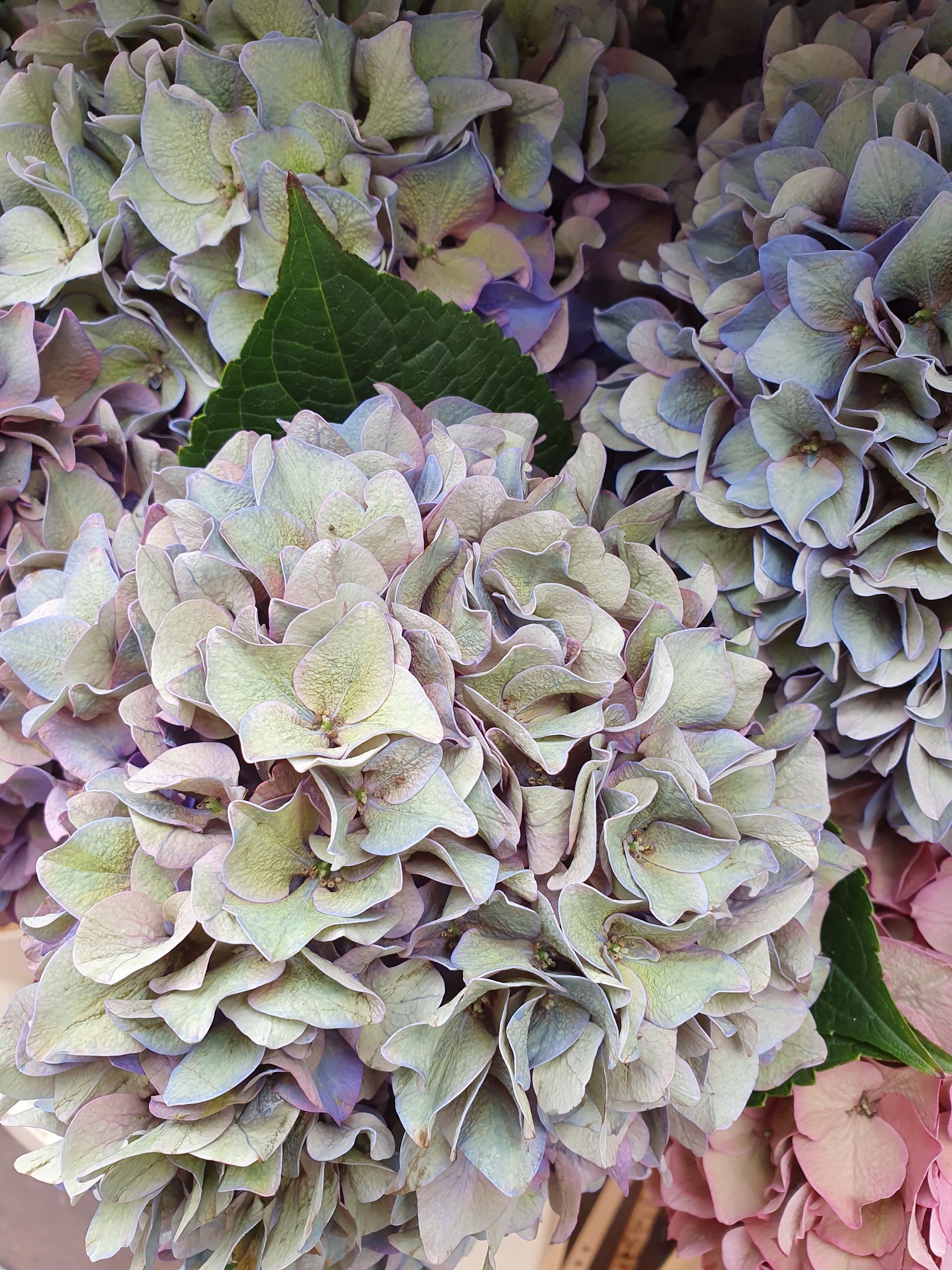 Eine Nahaufnahme eines Blumenstraußes mit Blättern darauf.
