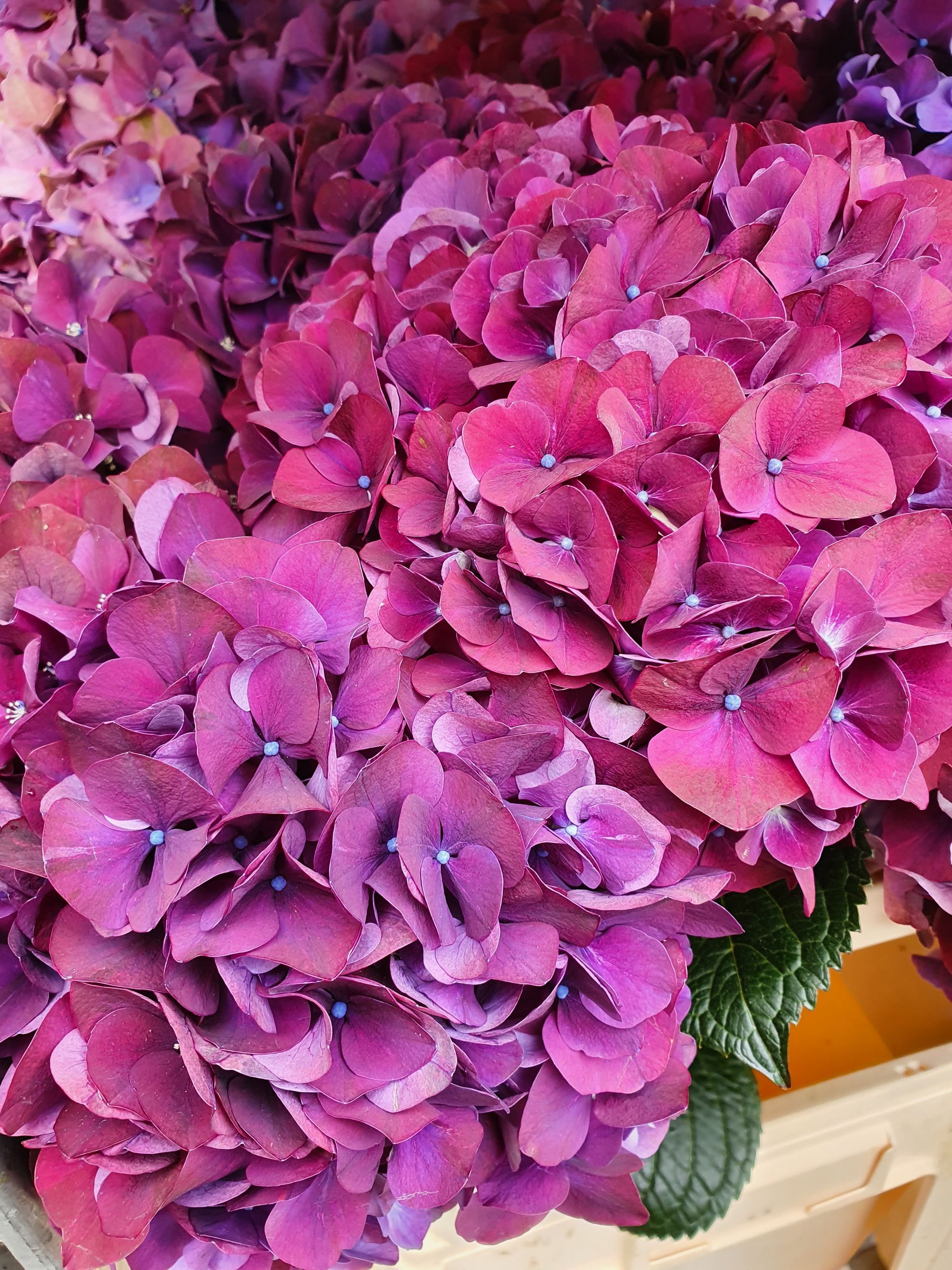 Eine Nahaufnahme von einem Strauß lila Blumen