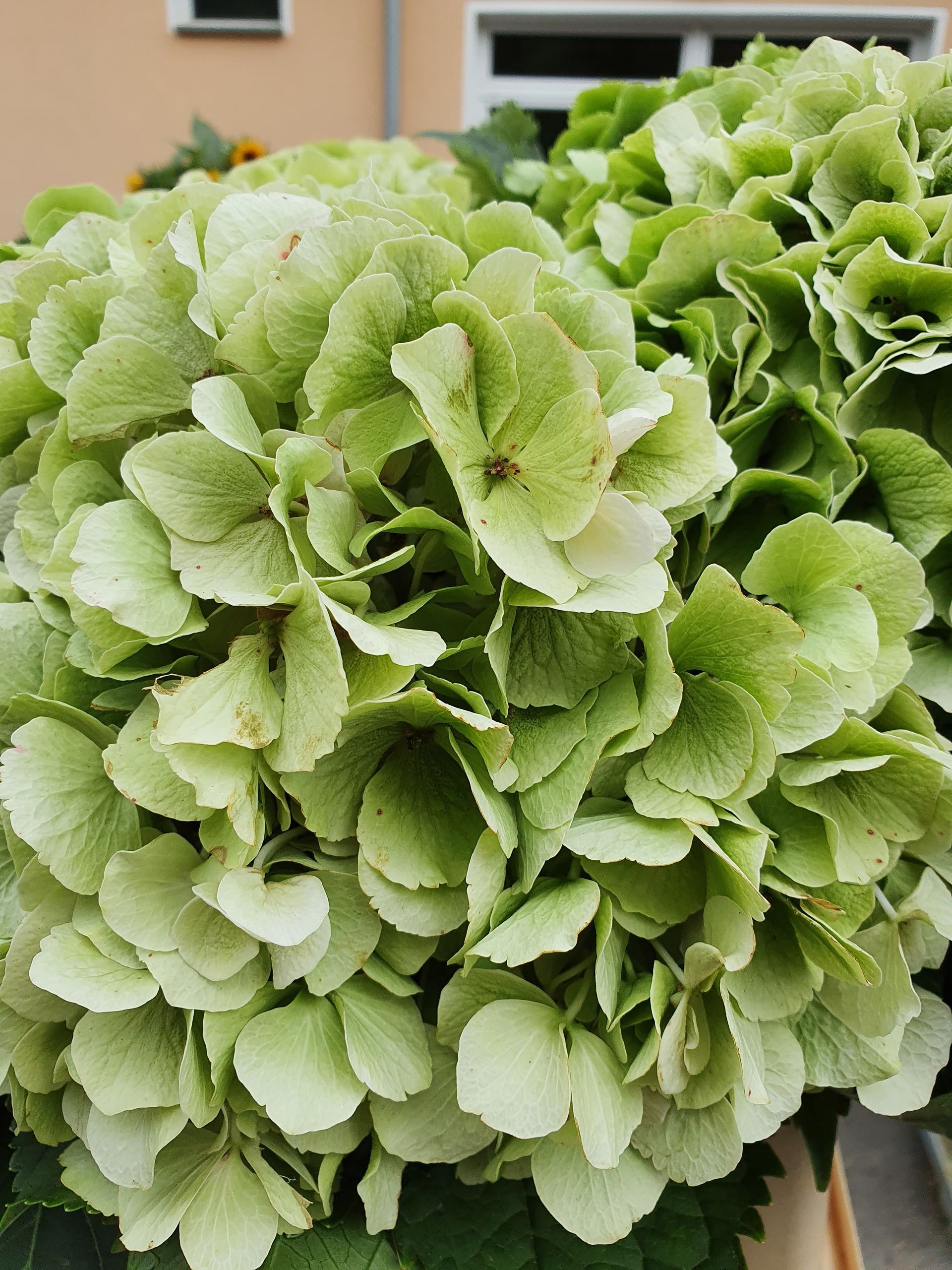 Eine Nahaufnahme einer grünen Hortensienblüte mit einem gelben Gebäude im Hintergrund.