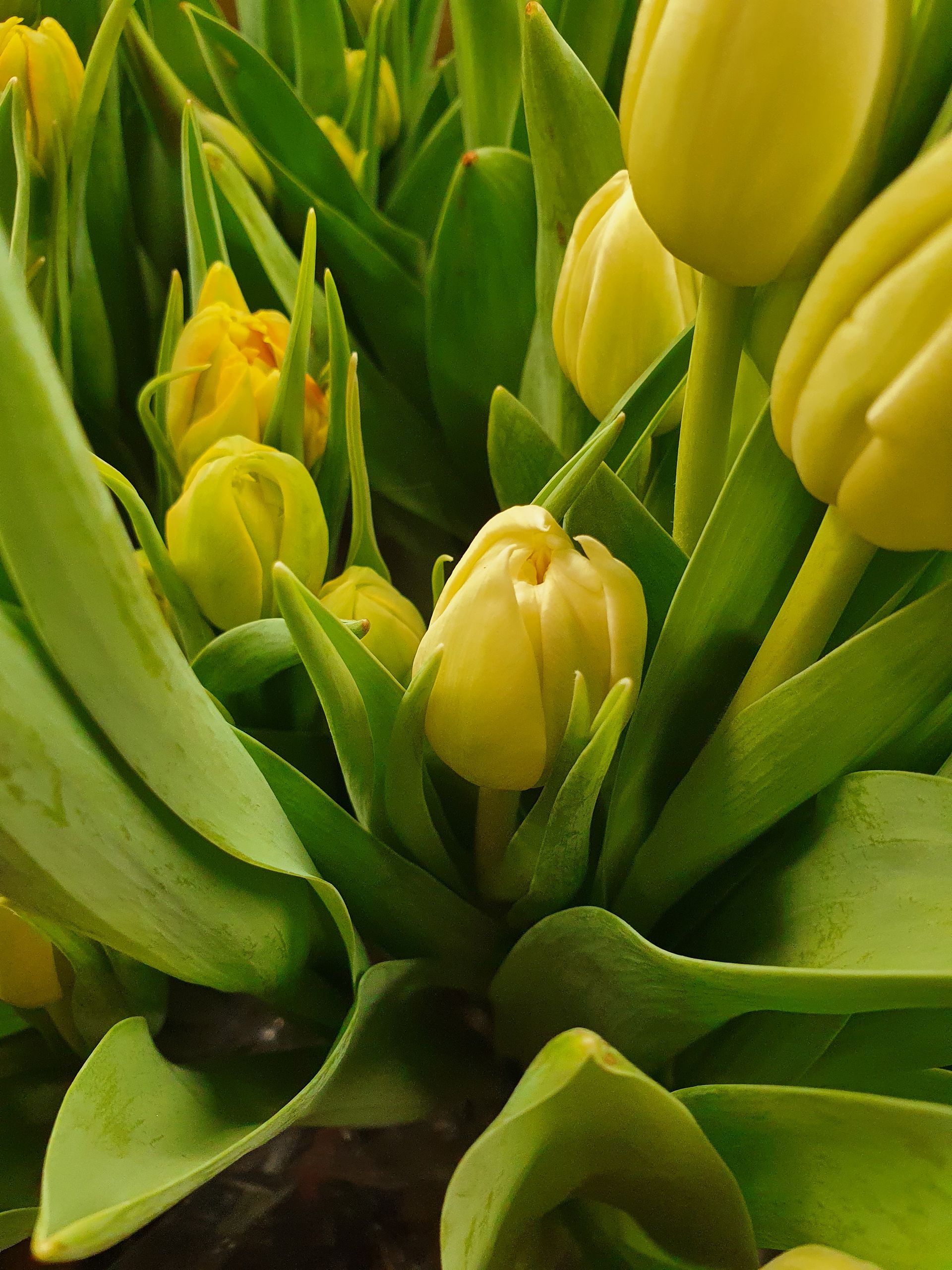 Ein Strauß gelber Blumen, umgeben von grünen Blättern