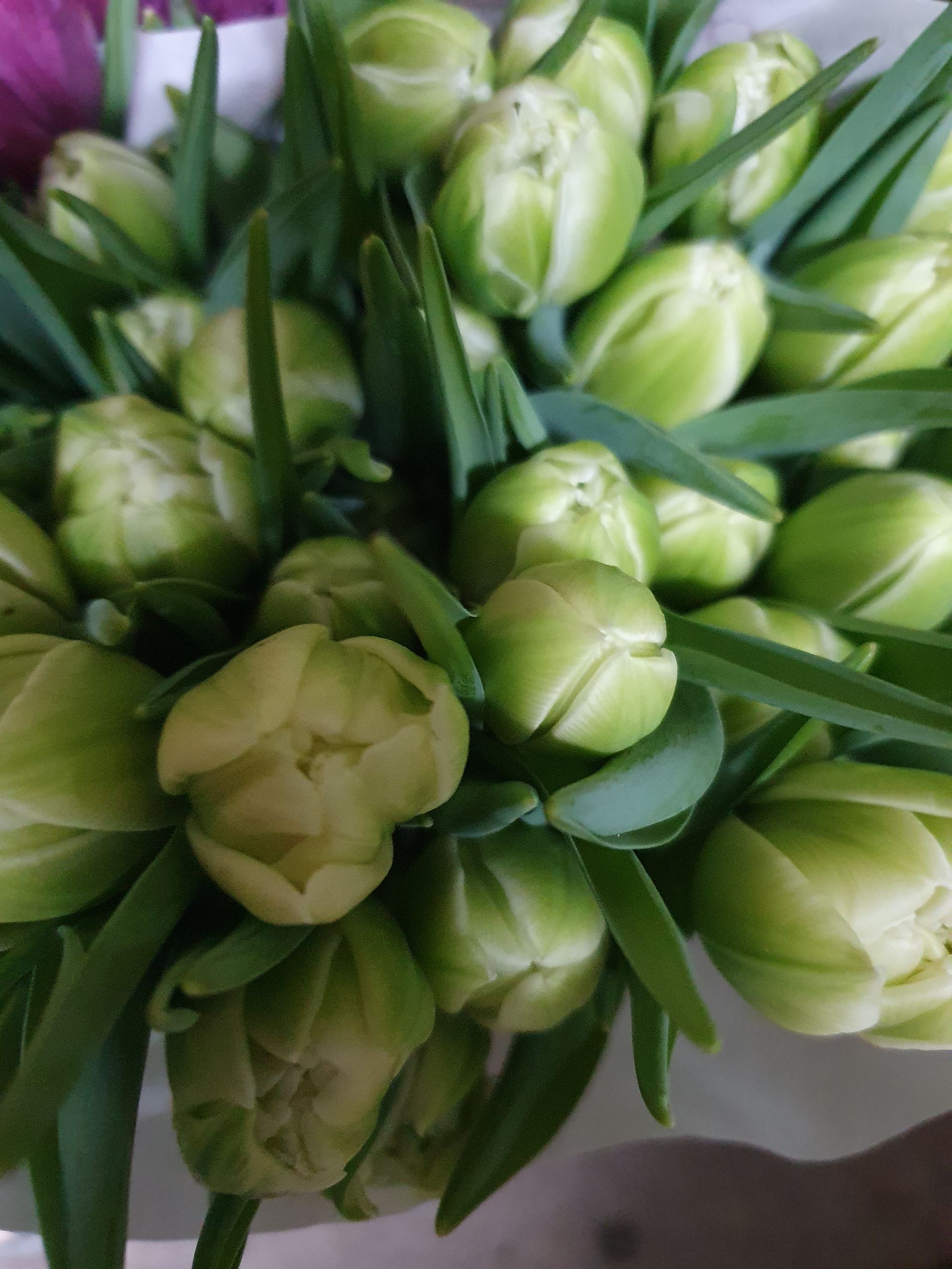 Eine Nahaufnahme von einem Strauß grüner Blumen