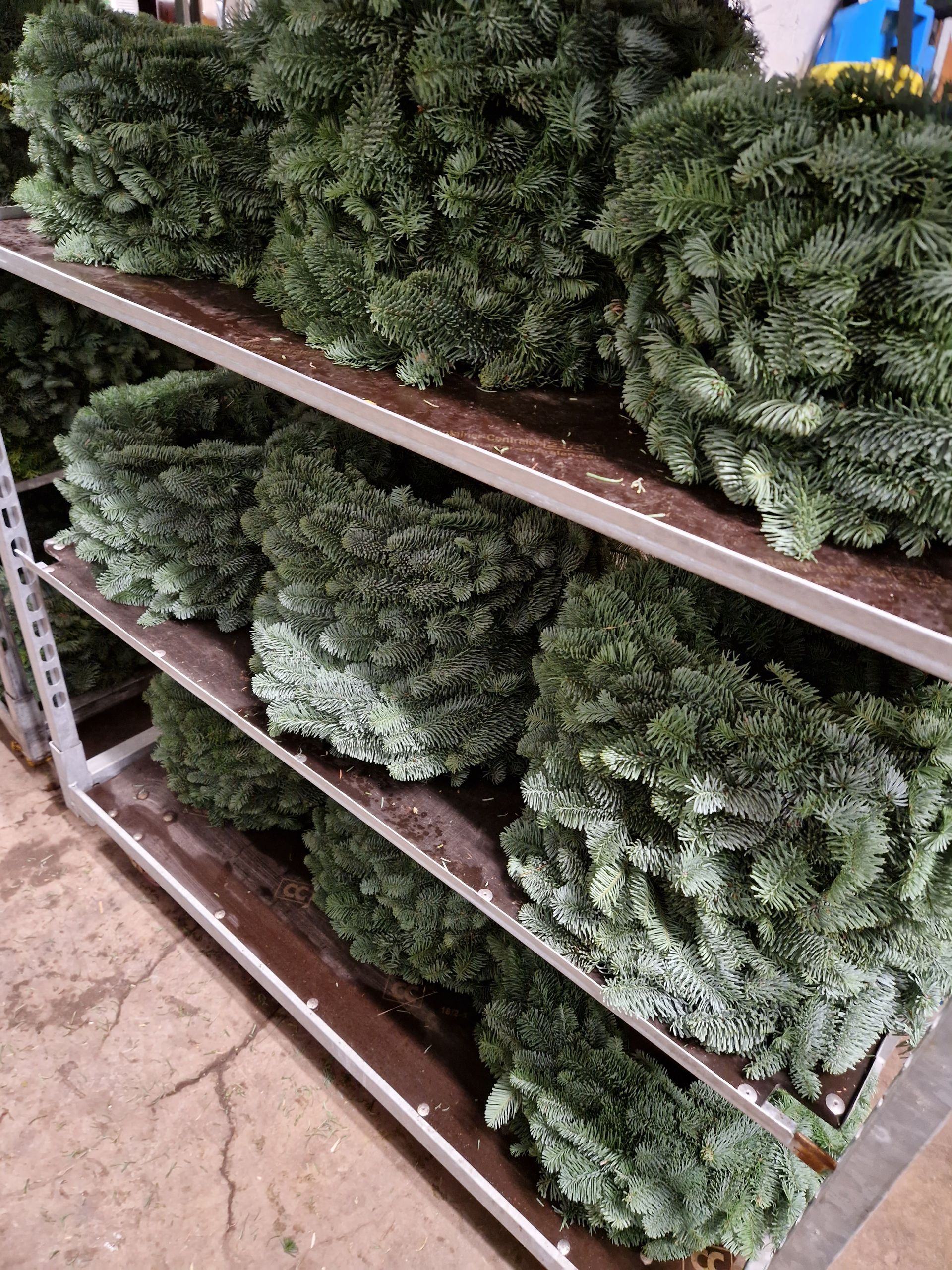 Ein Haufen grüner Pflanzen steht auf einem Regal.