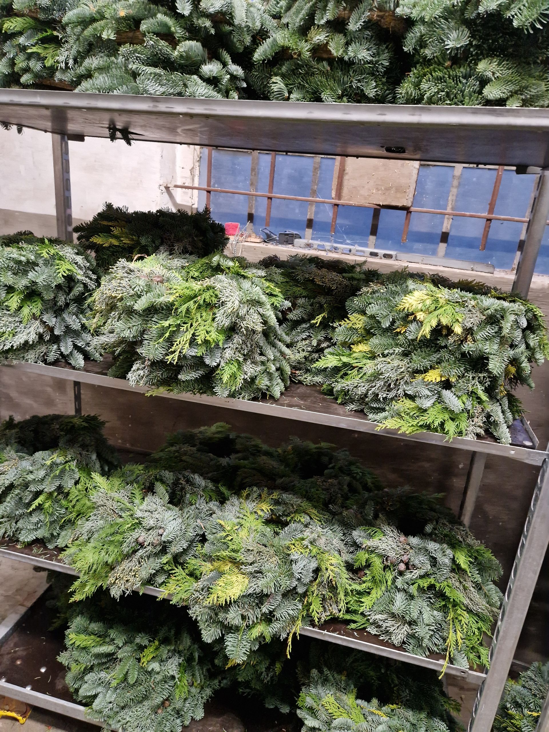 Ein Regal mit vielen grünen Pflanzen.