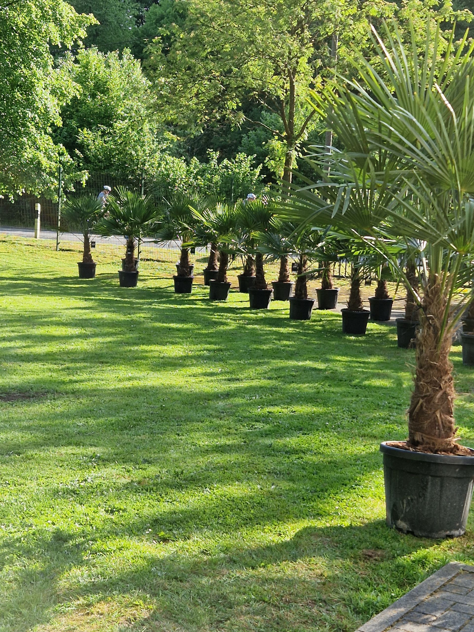 Eine Reihe von Topfpalmen auf einer üppig grünen Wiese.