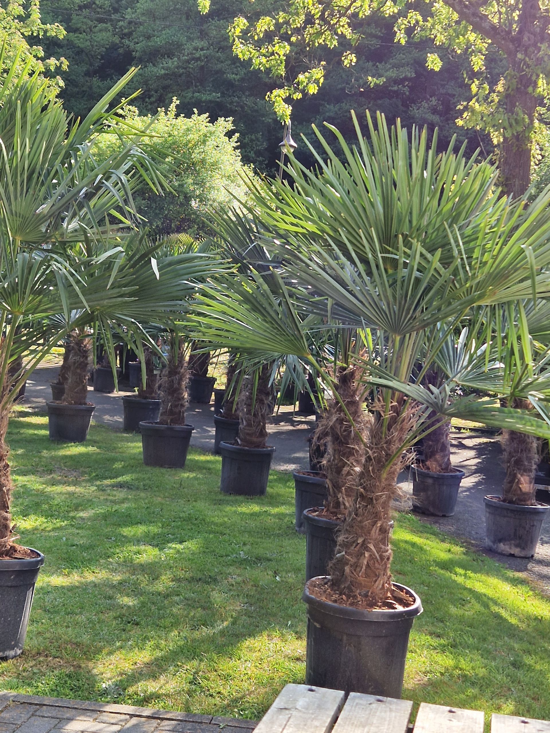 Eine Reihe von Palmen in Töpfen in einem Garten