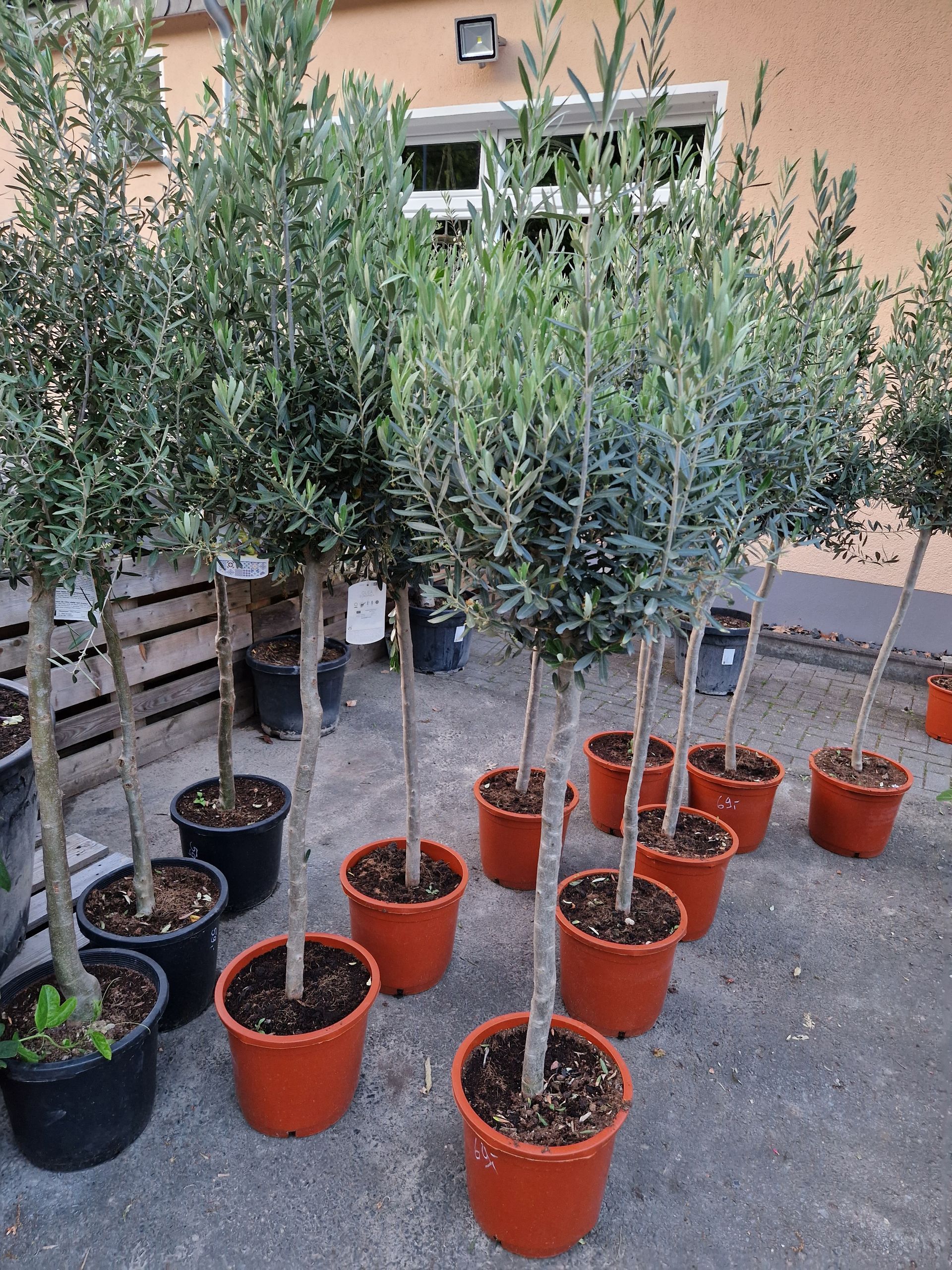 Ein Haufen Topfpflanzen stehen auf dem Boden