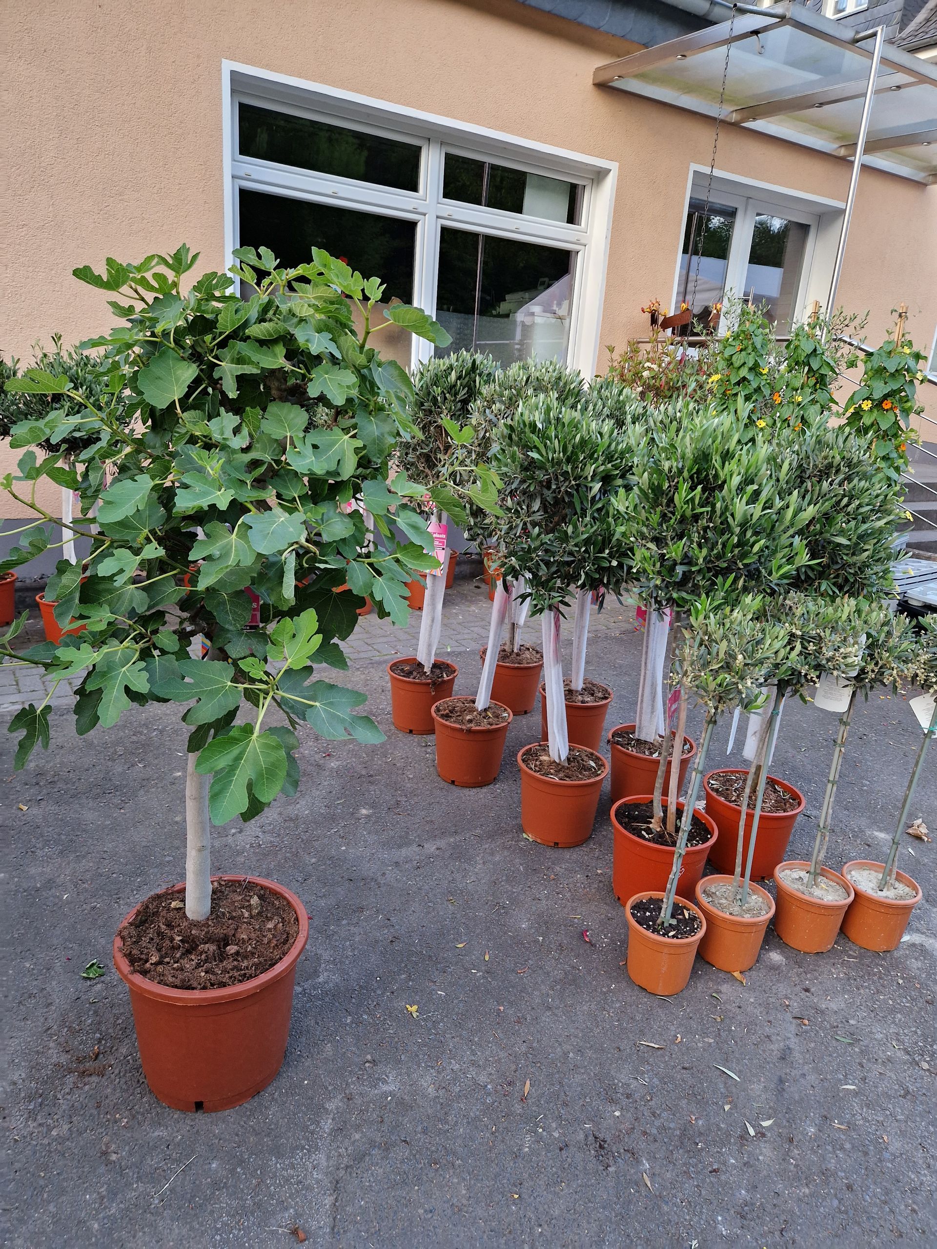 Ein Haufen Topfpflanzen steht vor einem Gebäude