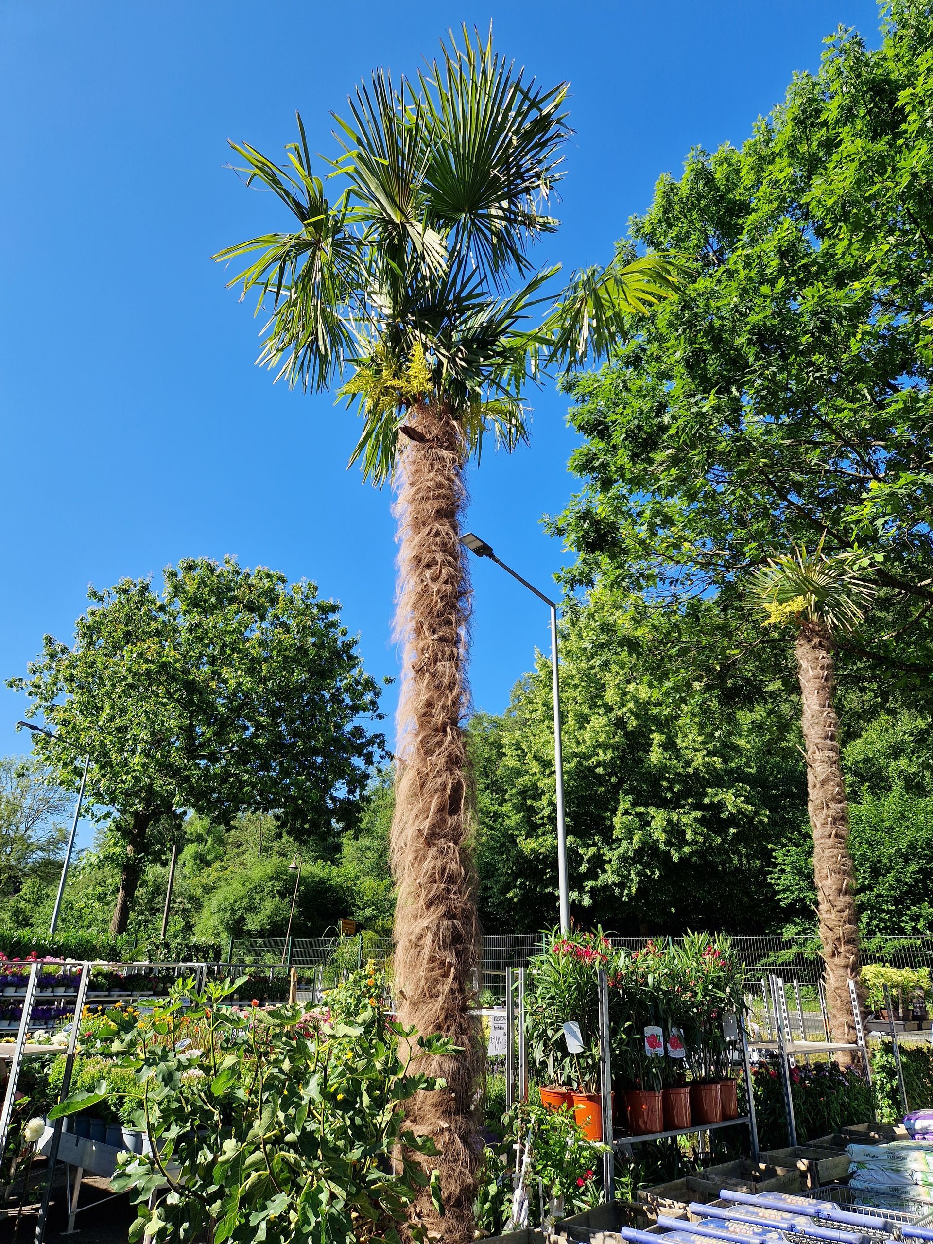 Eine Palme in einem Garten mit einem blauen Himmel im Hintergrund
