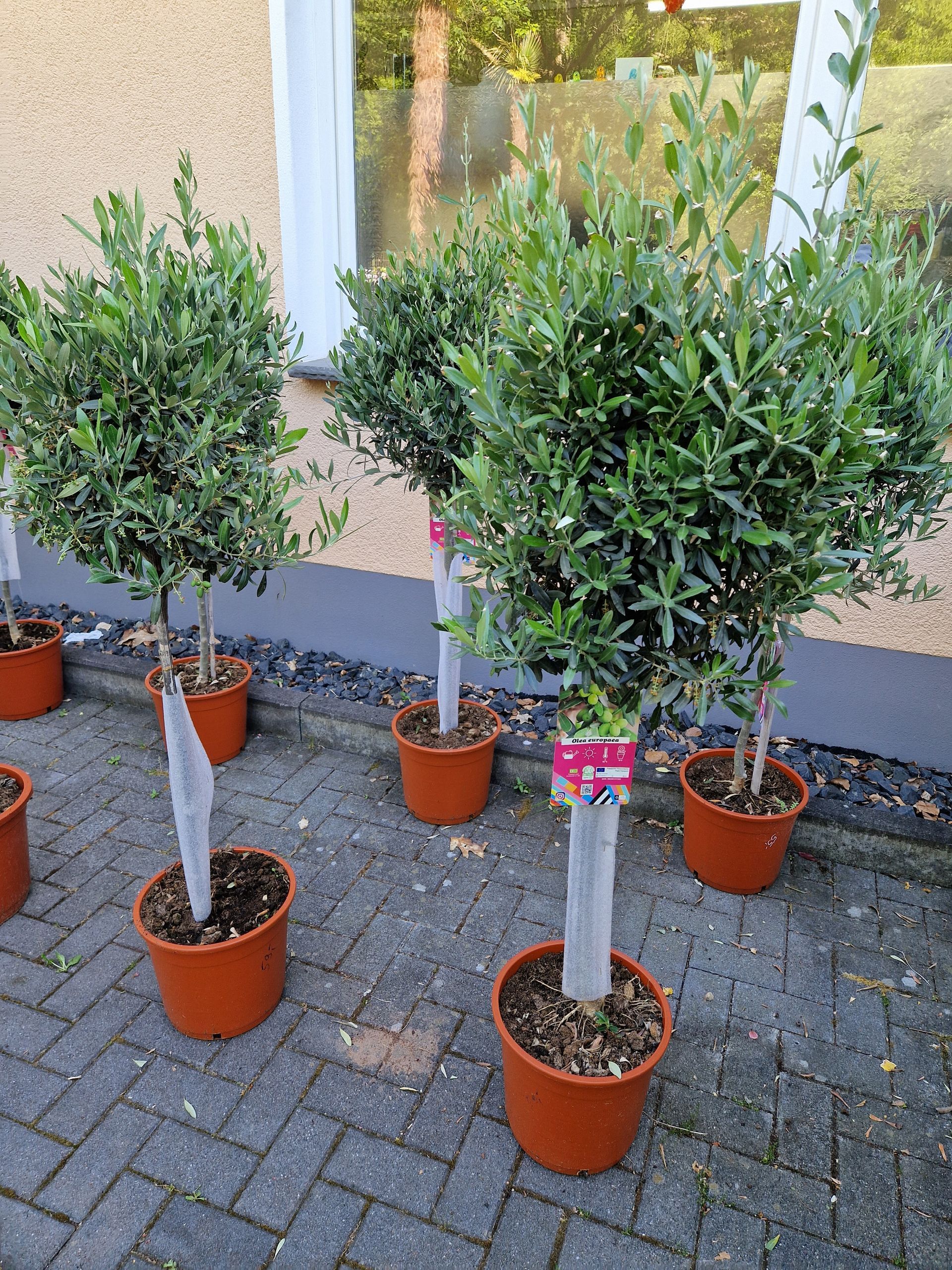 Eine Reihe von Topfpflanzen auf einem gepflasterten Gehweg