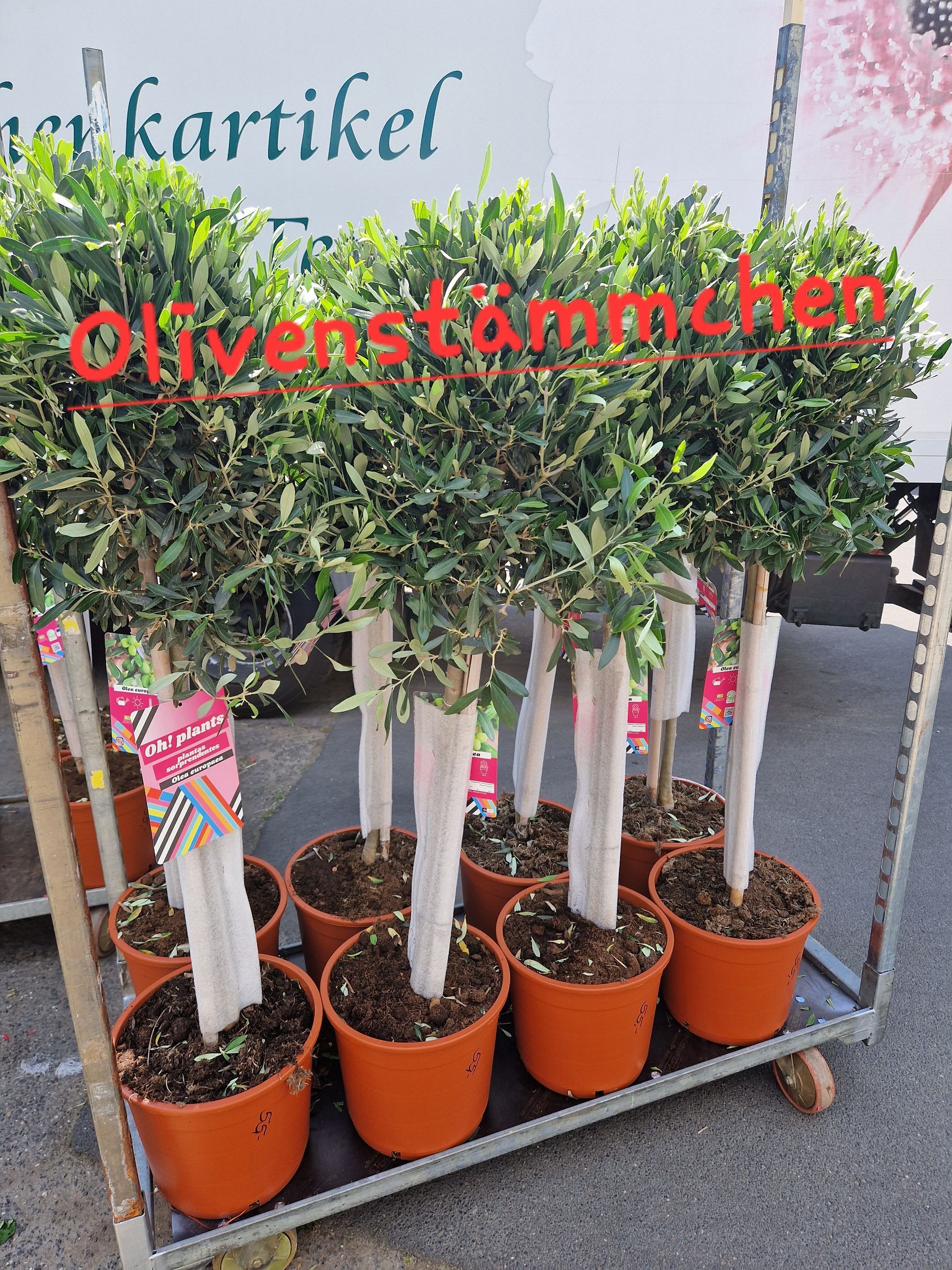 Ein Haufen Topfpflanzen steht auf einem Wagen.