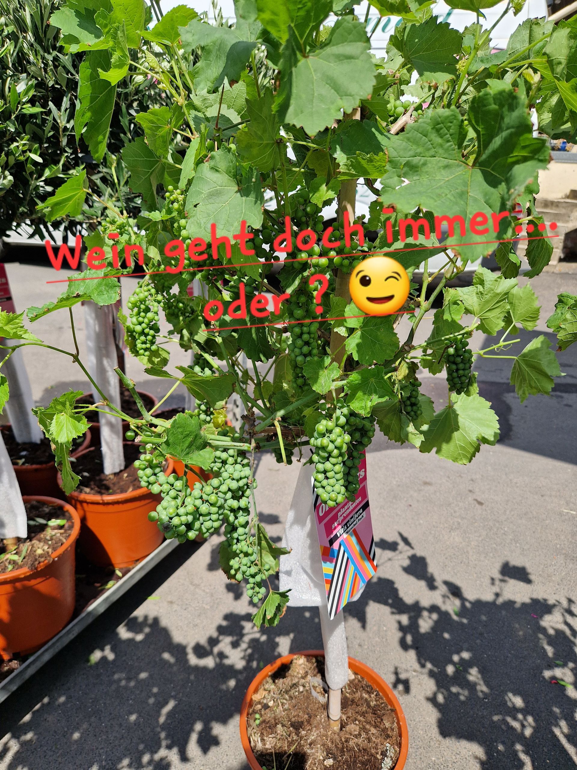 Eine Pflanze in einem Topf mit einem Smiley darauf