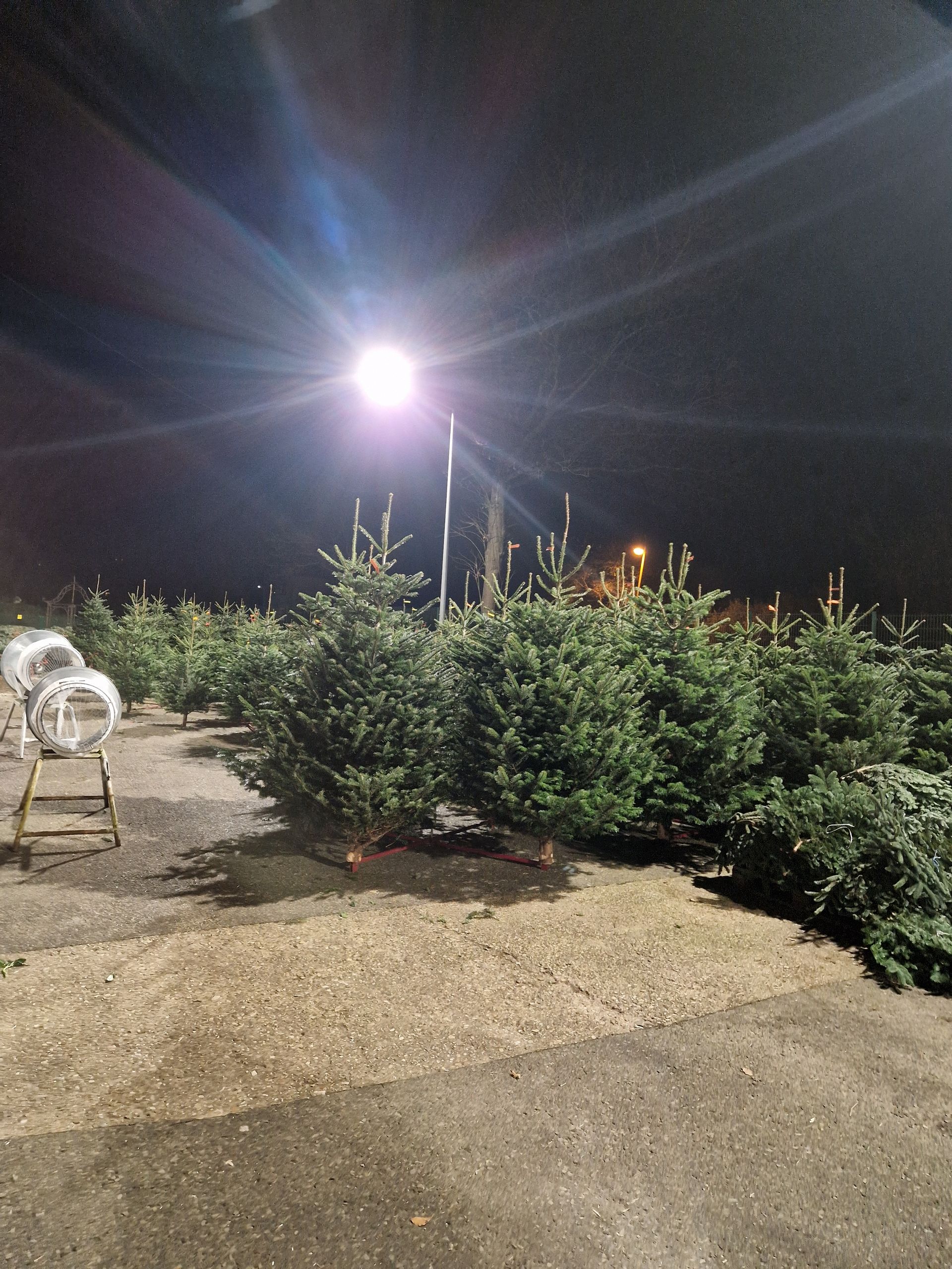 Eine Reihe von Weihnachtsbäumen steht nachts auf einem Parkplatz unter einer Straßenlaterne.