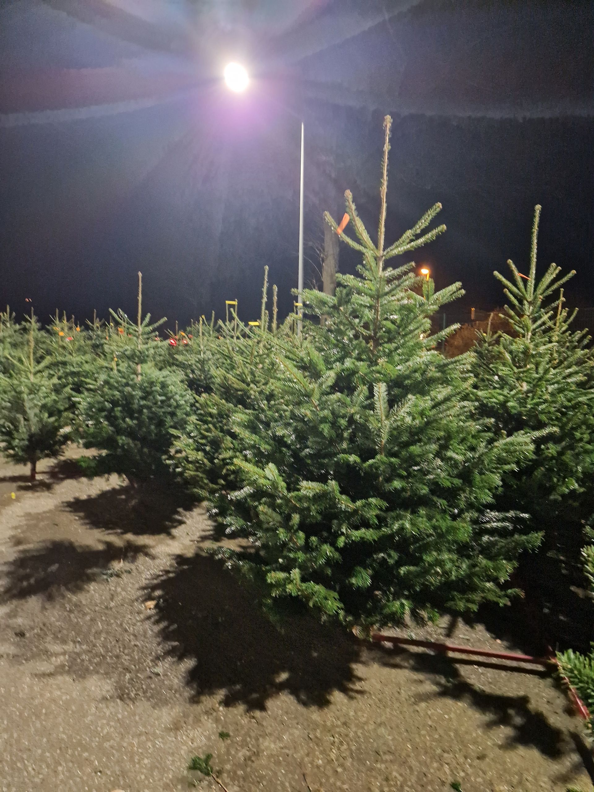 Eine Reihe von Weihnachtsbäumen auf einem Feld in der Nacht