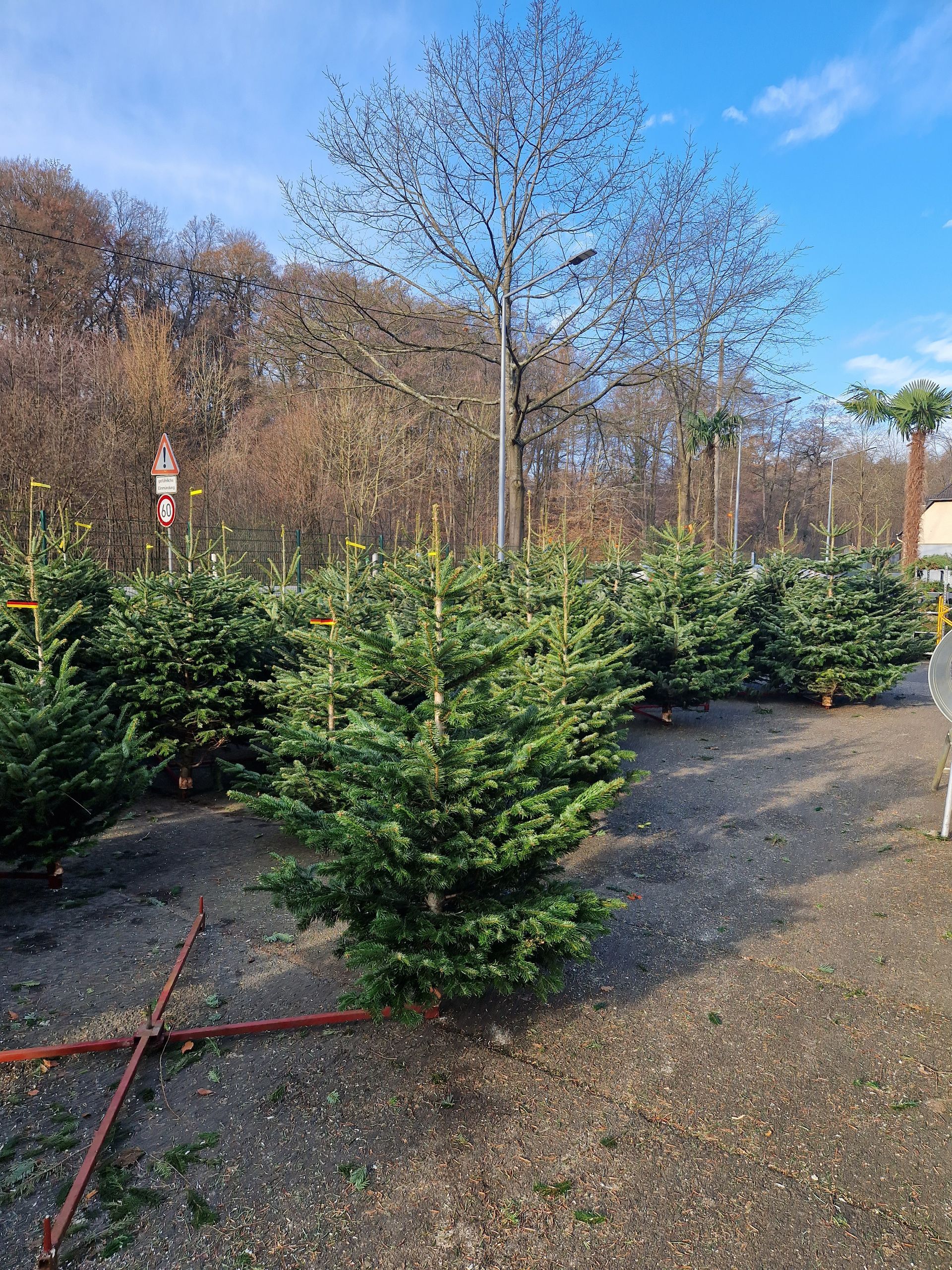 Eine Reihe von Weihnachtsbäumen steht auf einem Feld.