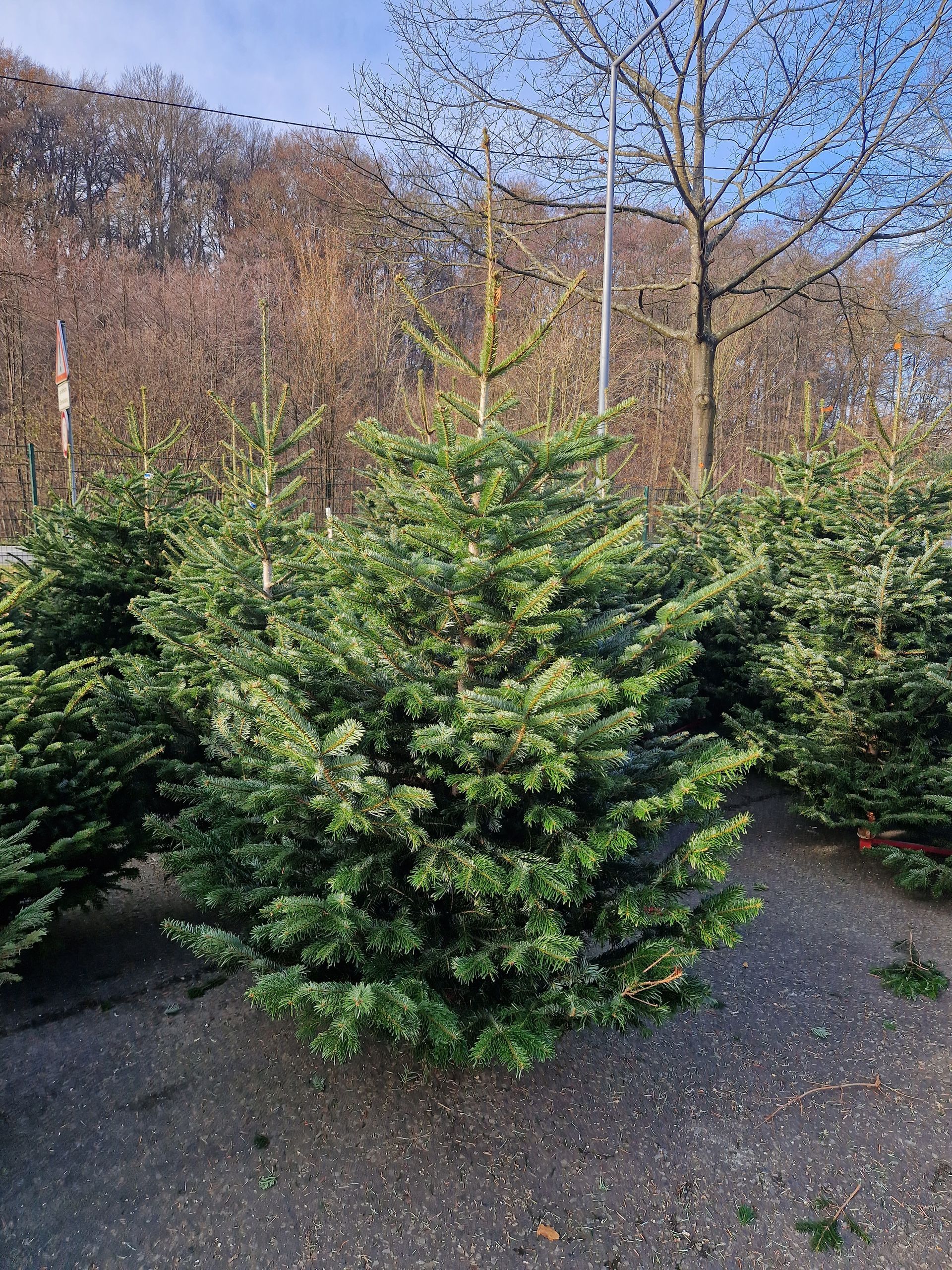 Ein Haufen Weihnachtsbäume steht auf dem Boden auf einem Feld.